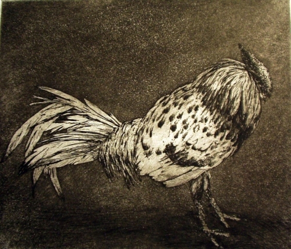 Spangled Hamburg, etching, 7&quot;x8&quot;