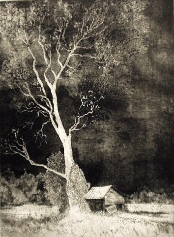 Storm and Sycamore, aquatint, 12&quot;x9&quot;